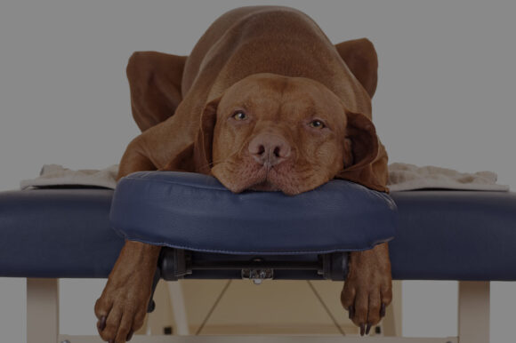 Massage Therapy Bangor Co Down